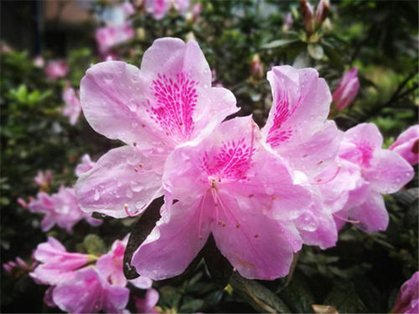 綠化工程中紫花杜鵑樹(shù)苗如何種植?