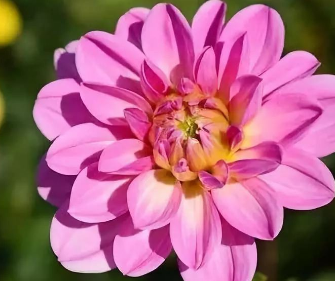 綠化工程:你知道白酒也能養(yǎng)花嗎